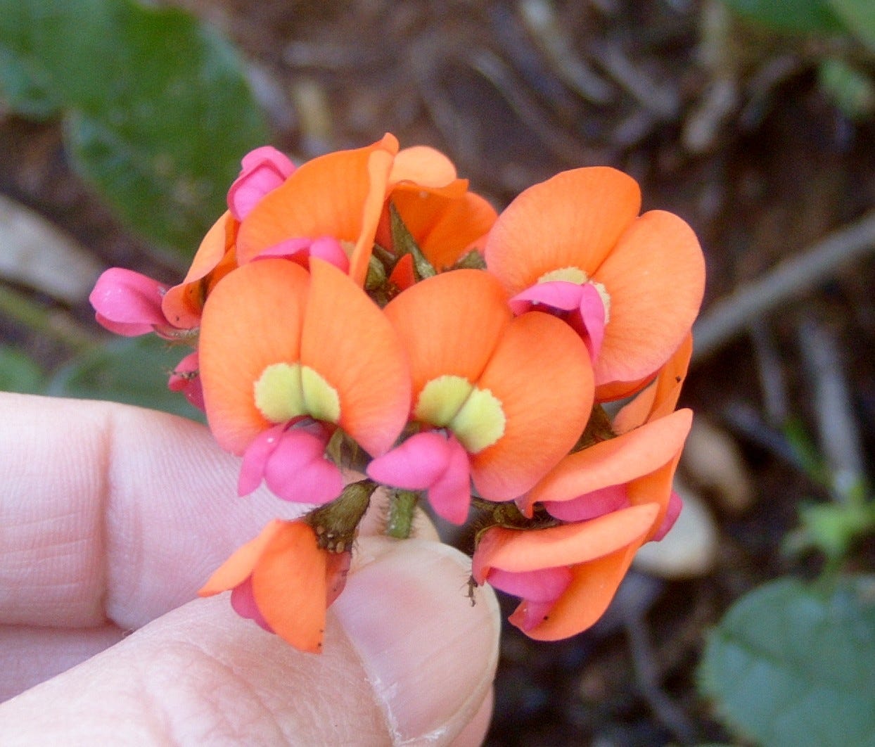 A cluster of pea shaped flowers with upright petals orange with yellow at the base and lower petals pink, held in my fingers
