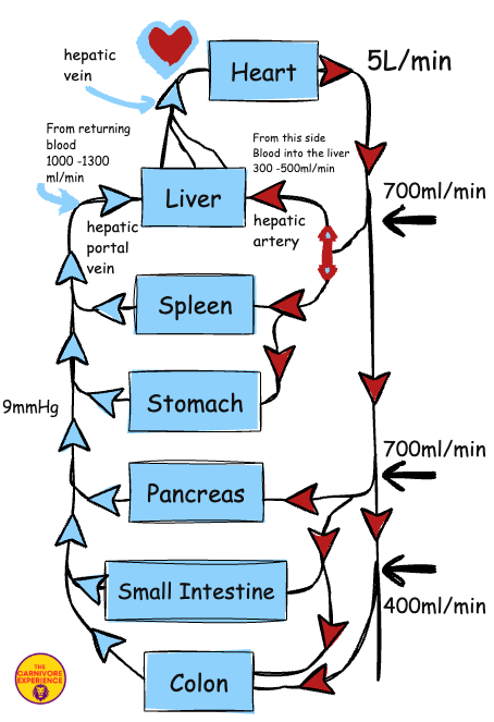 The Liver Function Test Decoder Ring: What Your Blood Really Tells Us