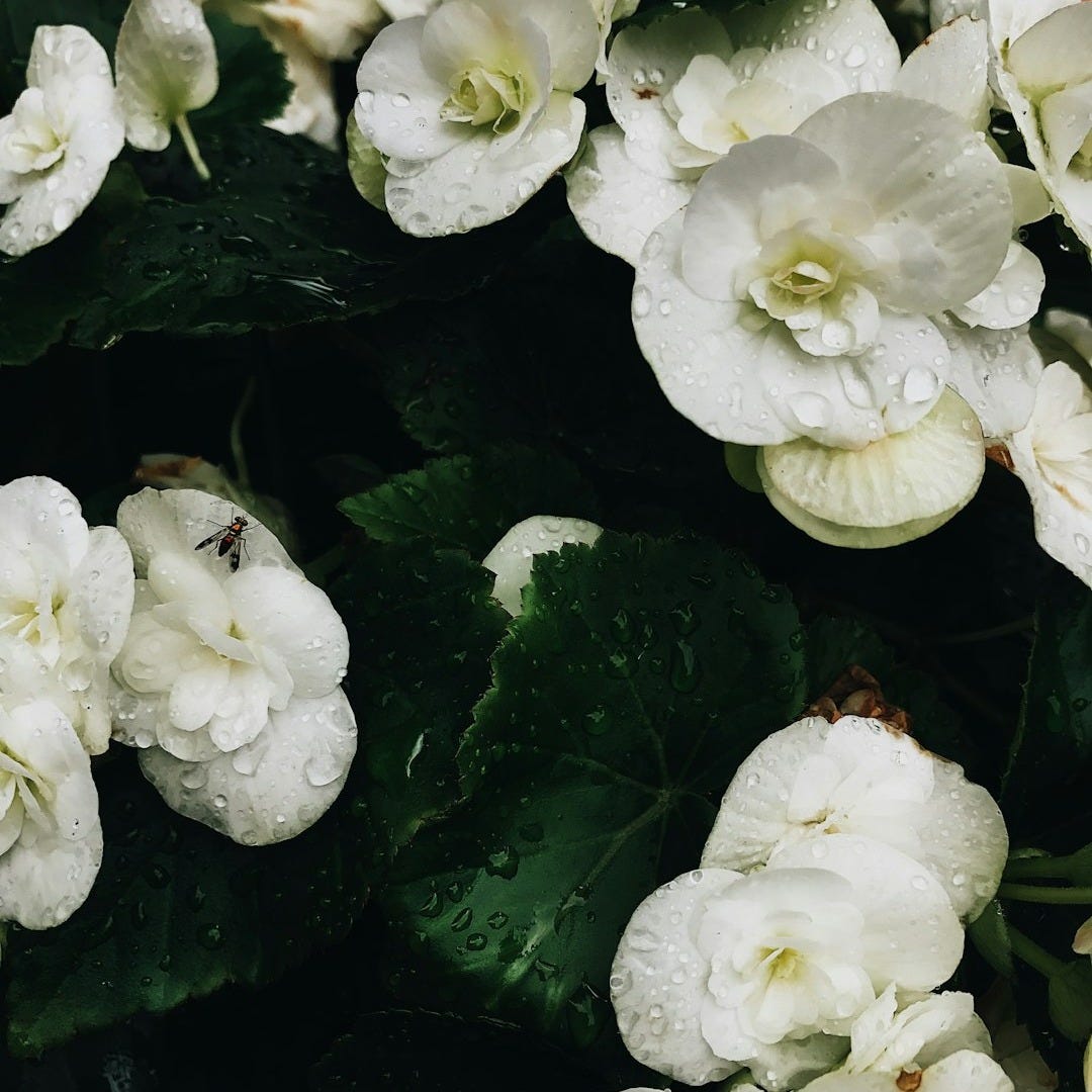dew filled white petaled flowers dew filled white petaled flowers