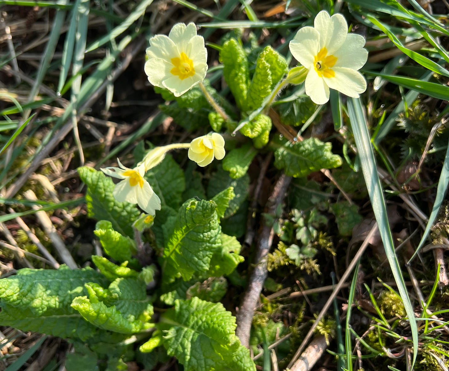Primrose, Primula vulgaris, flowering in spring Primrose, Primula vulgaris, flowering in spring