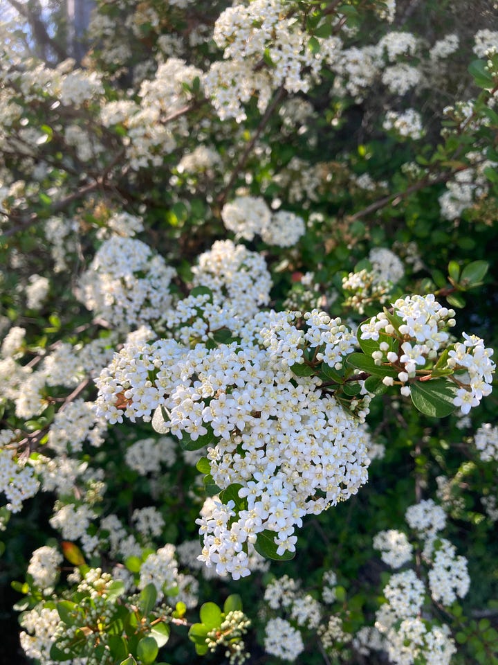 Current blooms in the Florida-Friendly Landscaping demo garden include white flowers on the Indian hawthorn, red spikes on the coral bean, tiny white clusters on Walter’s viburnum, and small light blue flowers on blue-eyed grass.