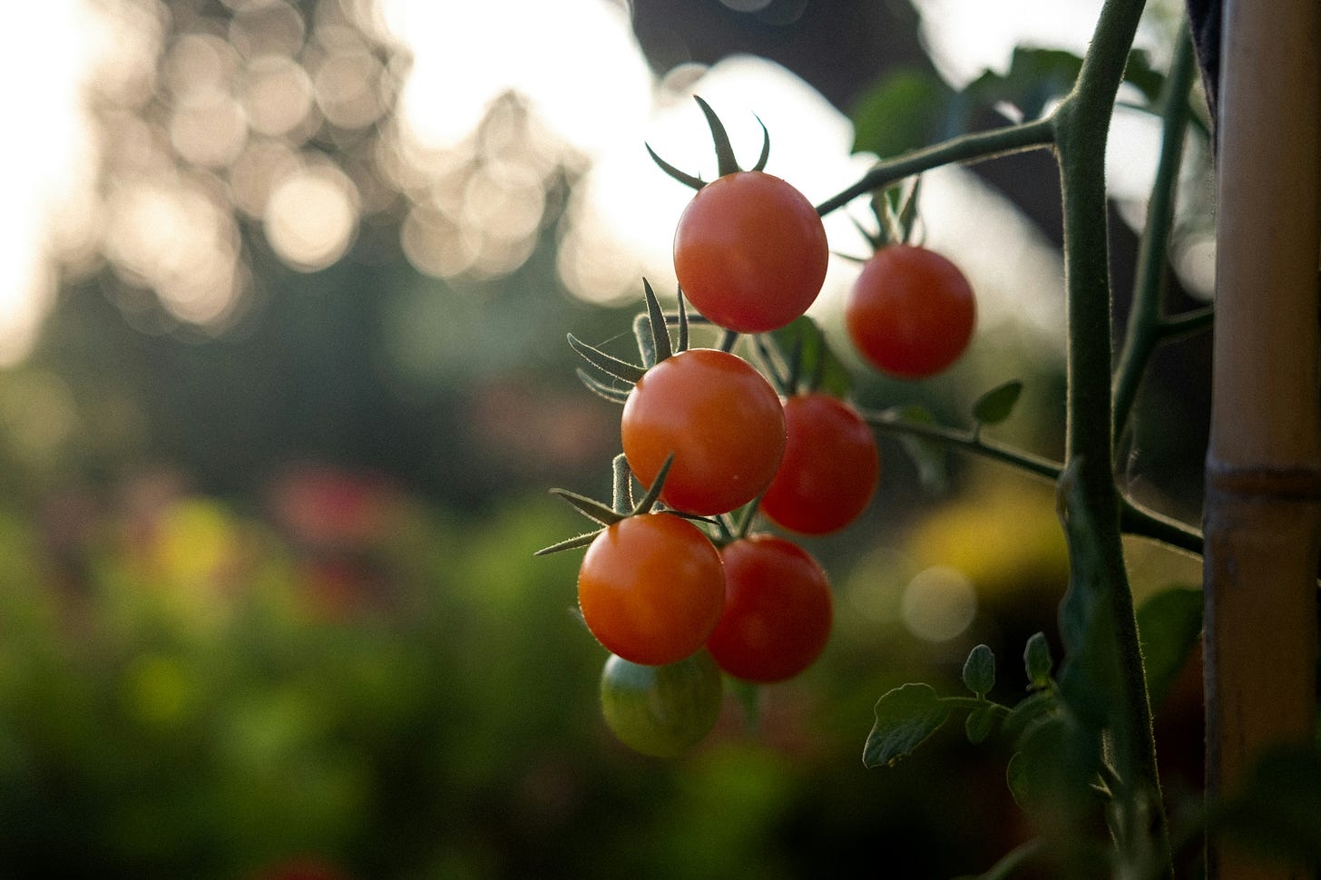 A close-up photo of a cluster of red and unripe green cherry tomatoes against a blurred landscape background. 