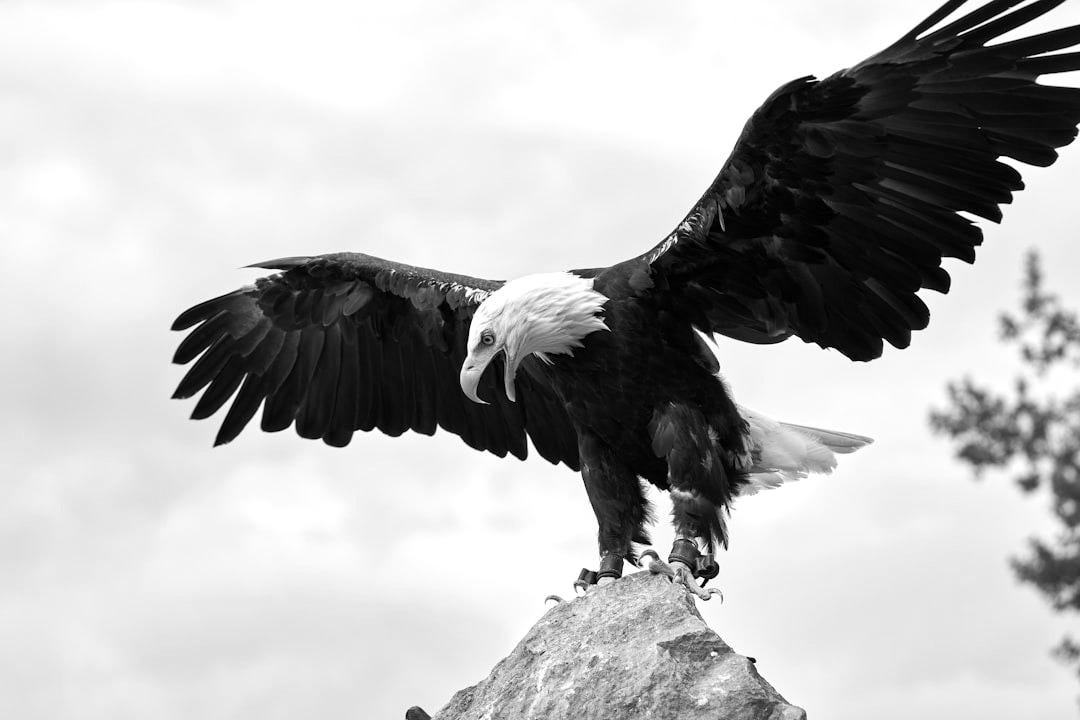 black and white eagle on gray rock during daytime black and white eagle on gray rock during daytime