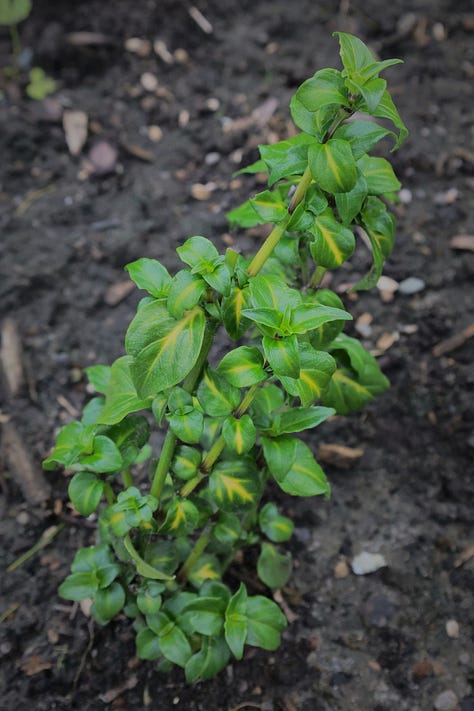 herb plants from Asia