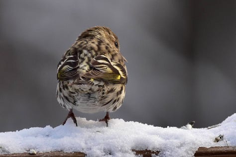 Close up of a picture of water on the edge of a leave about to drip over; red berries on a branch, pitted with indentations; berries that are deep purple and at the end of their season, limp and dying; blurry photo of a bird flying from a branch, wings outstretched; photo of black-capped chicadee sitting with head down in gray sky and snow; picture of a sparrow sitting in the snot, back to camera with head turned around looking back.