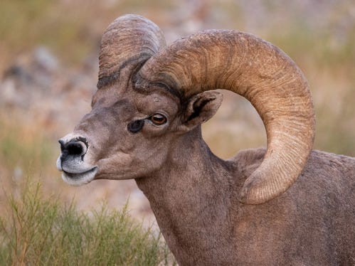 close up of head bighorn ram