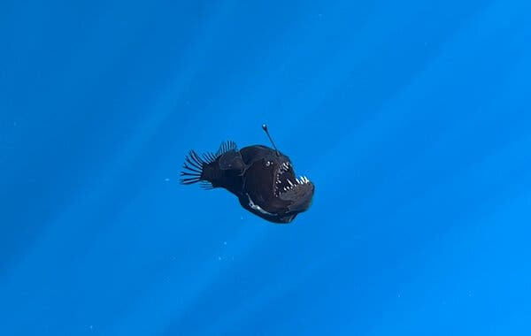A small black fish is seen in blue water.
