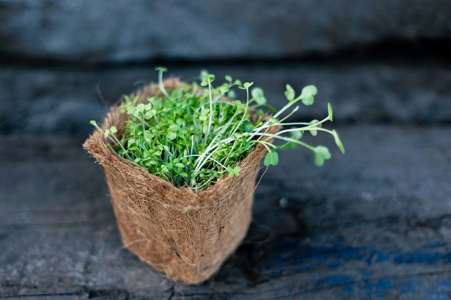 green plant sprouts in brown root pot green plant sprouts in brown root pot