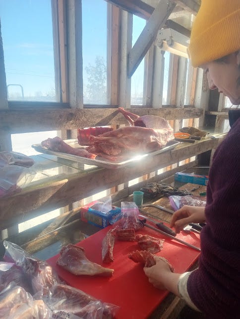A person wearing a yellow knit cap uses tools and trays to cut up and examine various meats.