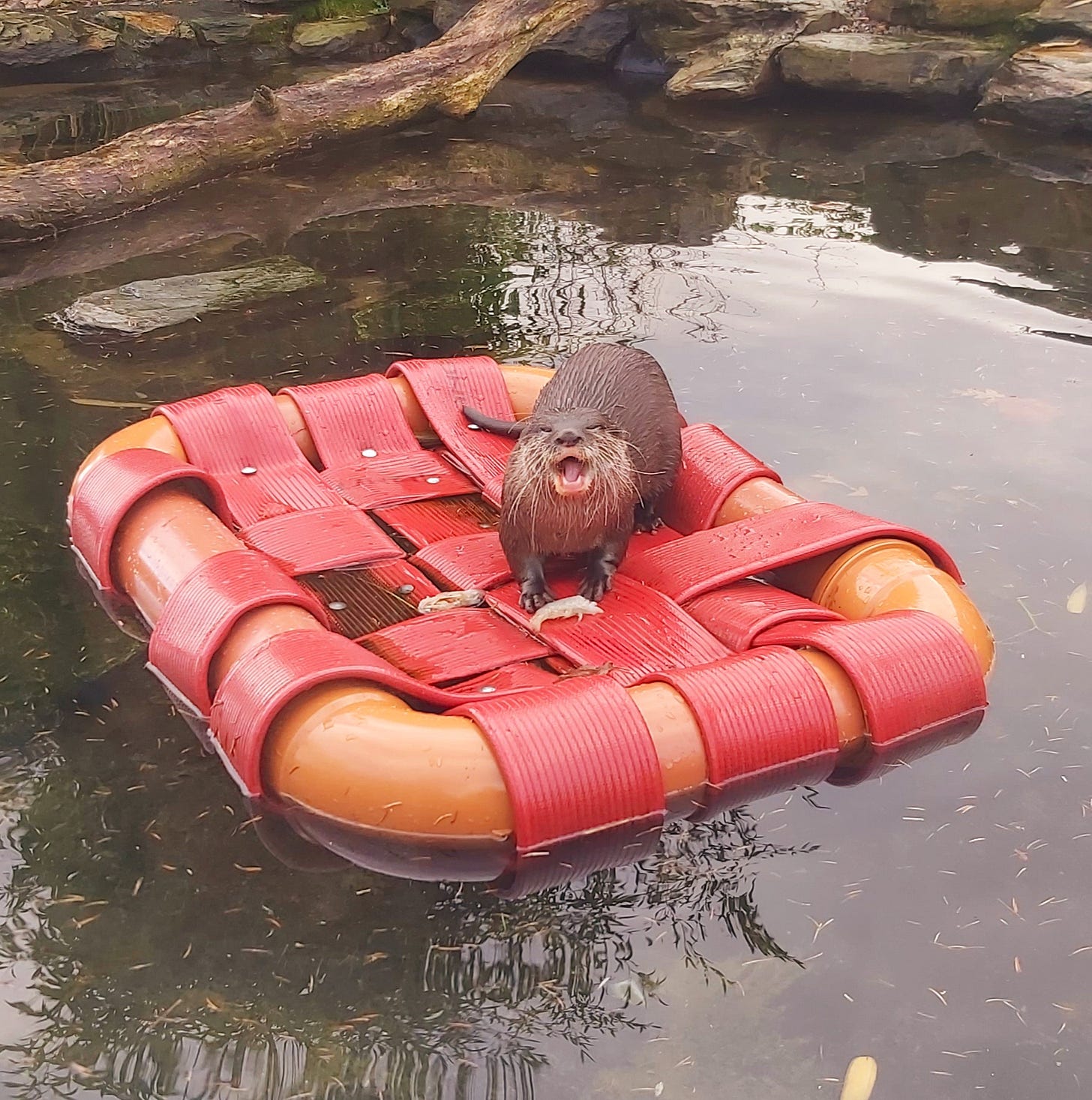 An Asian Short-Clawed Otter stands atop a plastic boat, appearing to be screaming at the camera. The boat floats on a freshwater body at the Martin Mere Wetlands Centre. An Asian Short-Clawed Otter stands atop a plastic boat, appearing to be screaming at the camera. The boat floats on a freshwater body at the Martin Mere Wetlands Centre.