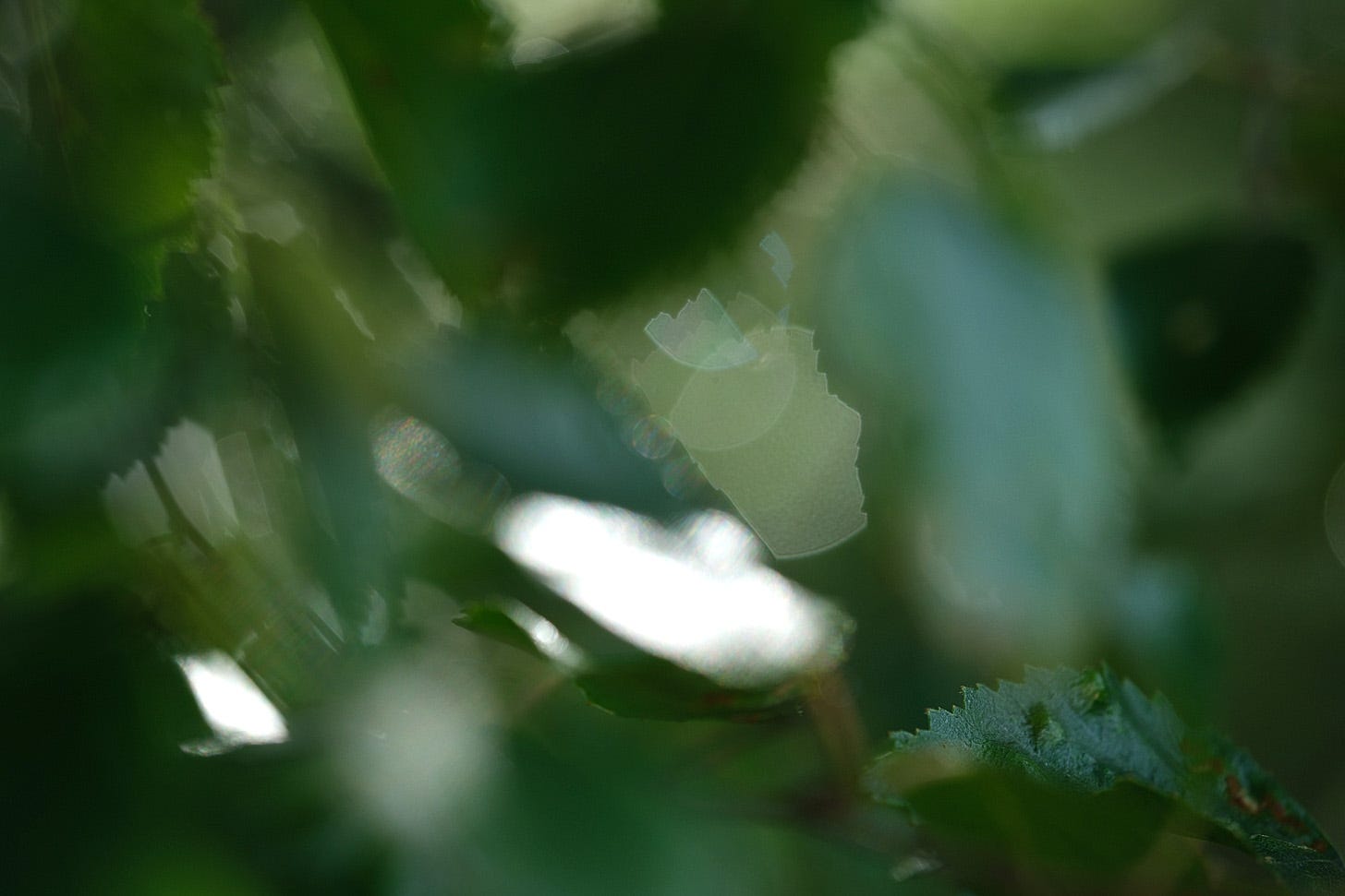 Look closely at wet birch leaves glistening in the morning light after a night’s rain
