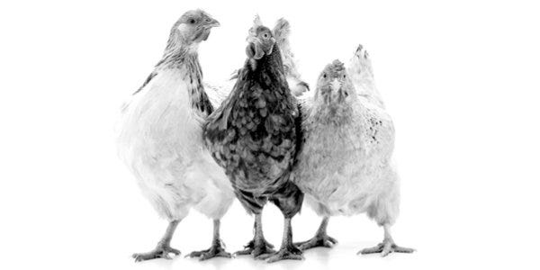 lionessofjudah.substack.com