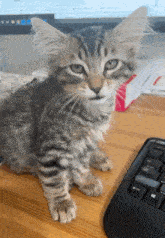 a kitten sits on a desk next to a computer keyboard a kitten sits on a desk next to a computer keyboard