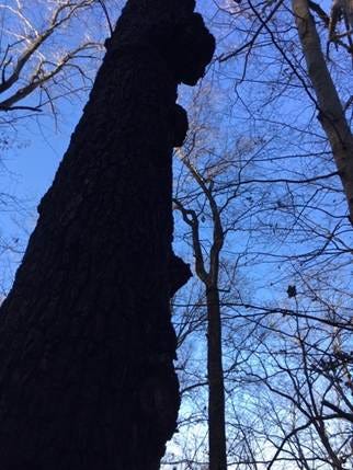 A picture containing tree, outdoor, plant, forest

Description automatically generated