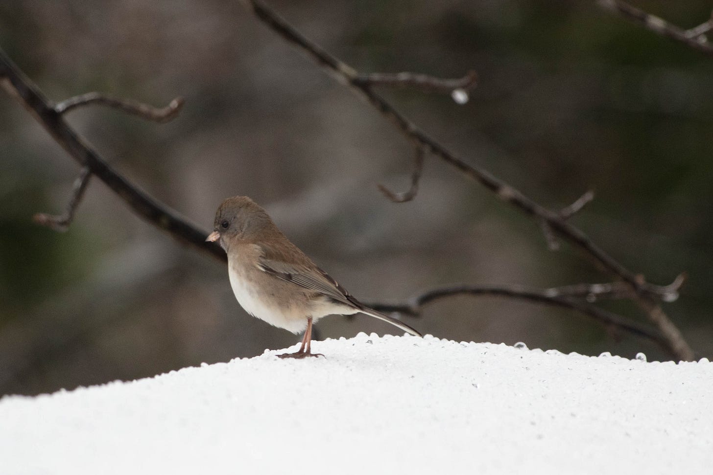 Close-up of a dark-eyed junco, a small sparrow with a white breast and belly, dark gray and brown head, back, and wings, and a black eye. The junco is shown in profile standing on snow, with soft focus dark gray sky and branches in the background. Close-up of a dark-eyed junco, a small sparrow with a white breast and belly, dark gray and brown head, back, and wings, and a black eye. The junco is shown in profile standing on snow, with soft focus dark gray sky and branches in the background.