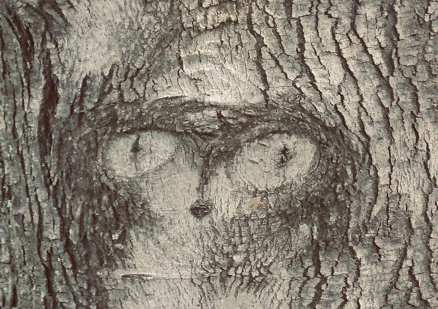 A tree bark with a face carved into it

Description automatically generated