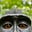 monkey with computer's avatar