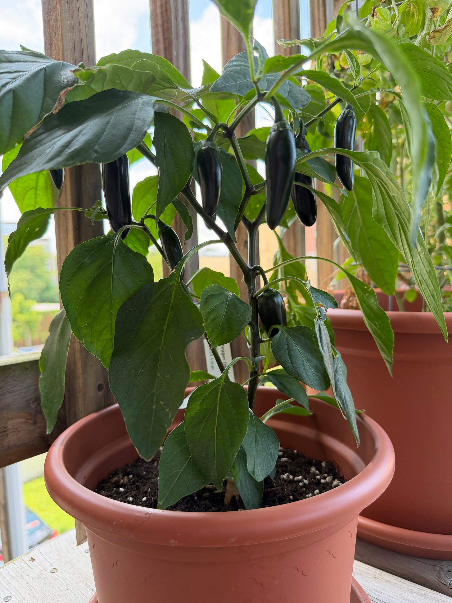 A small jalapeño plant on a wooden porch featuring several medium-sized jalapeños
