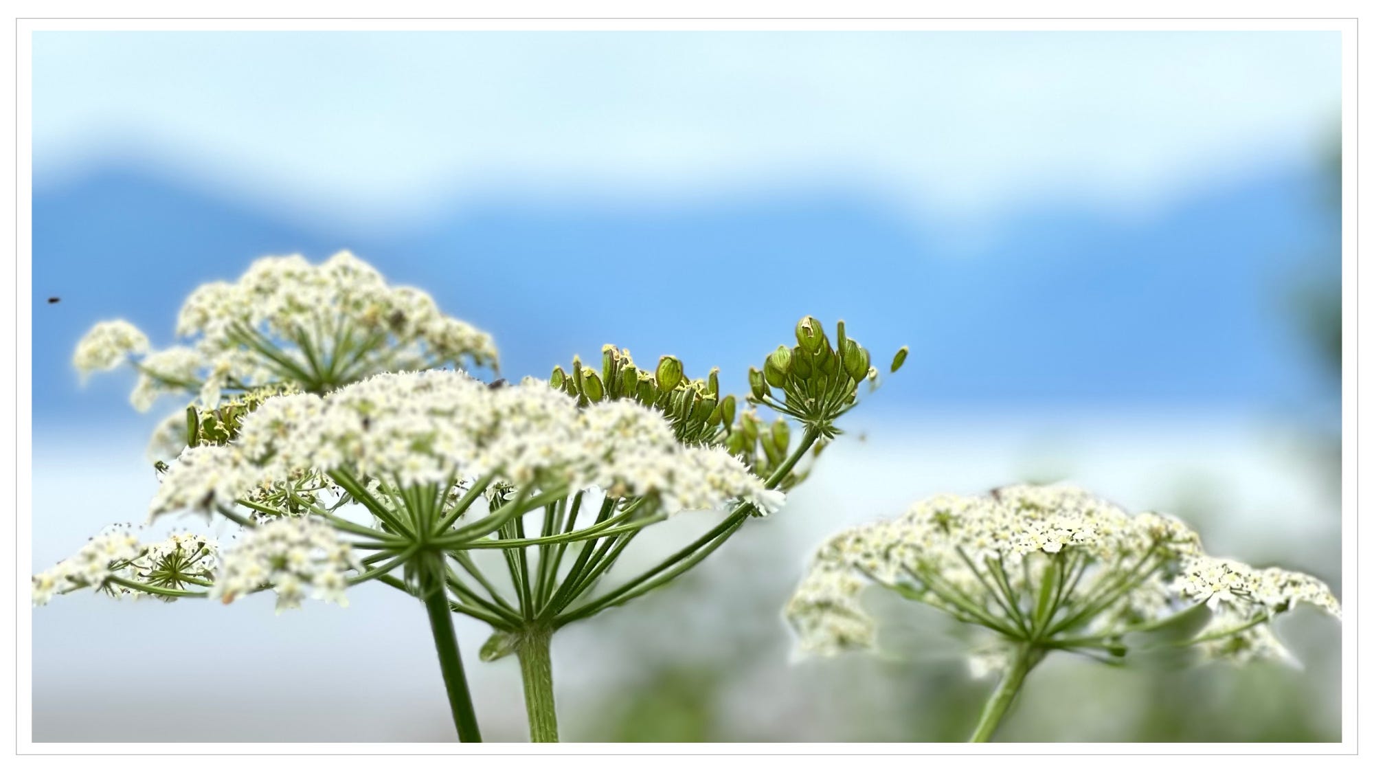 white flower clusters in the foreground of snow-capped mountain range