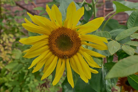 sunflowers of various colors