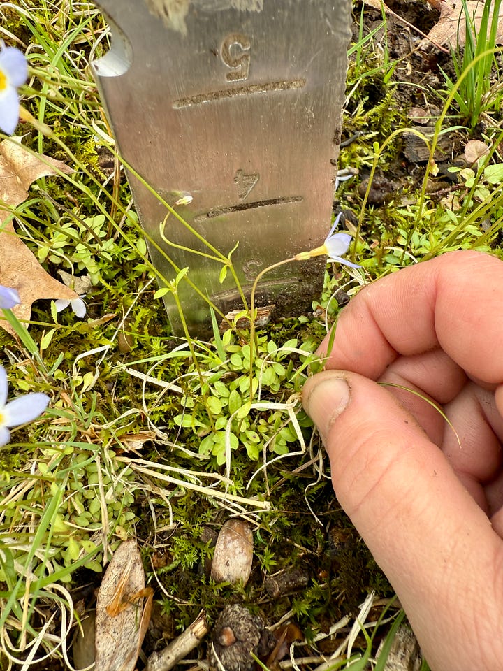Photo 1: chose a clump at the bottom of the slope; 2: weed out the grass, etc; 3: dig 3 inches down to get the moss too; 4:replace the soil and compact the area.