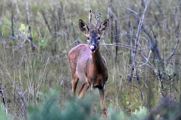 A deer in a field

AI-generated content may be incorrect.
