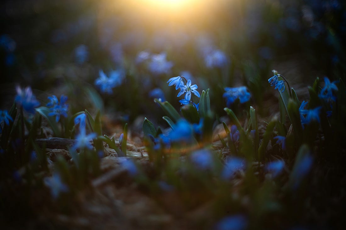 A soft focus photograph of small blue flowers (Siberian squill) with the golden glow of the sun behind them
