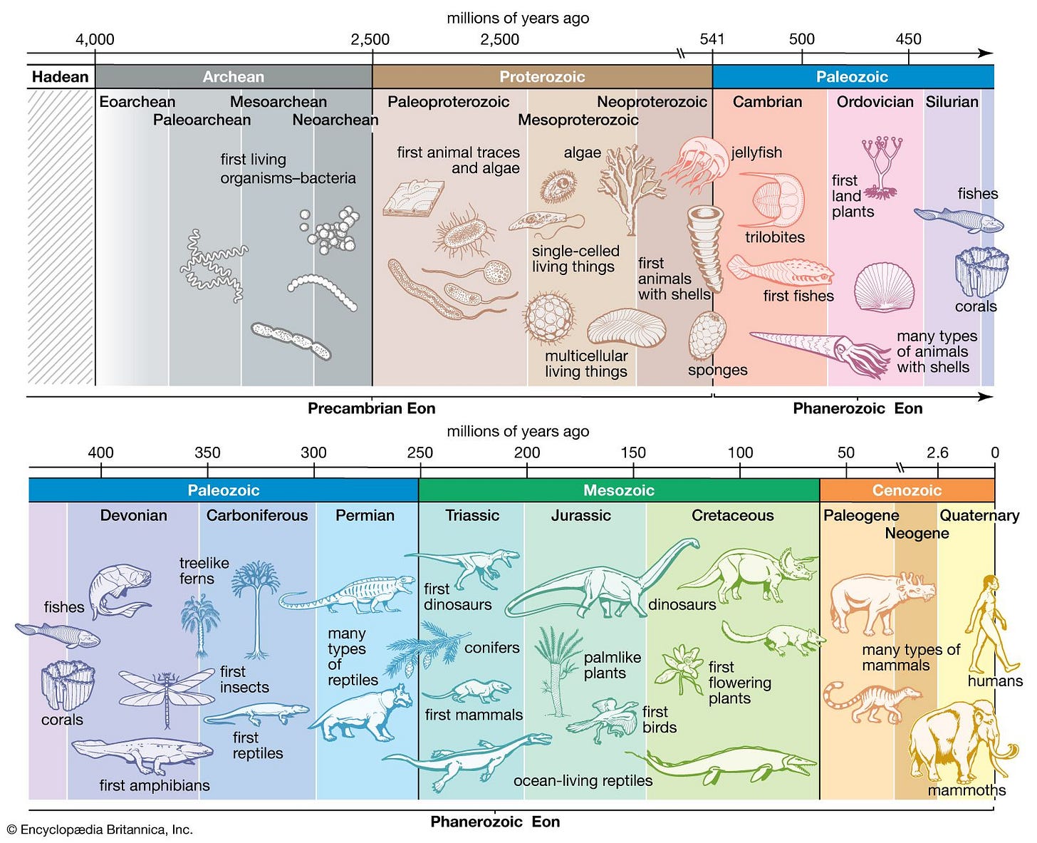 Cambrian explosion | paleontology | Britannica