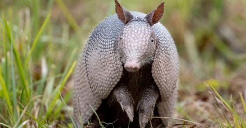 Are Armadillos Mammals Are Armadillos Mammals
