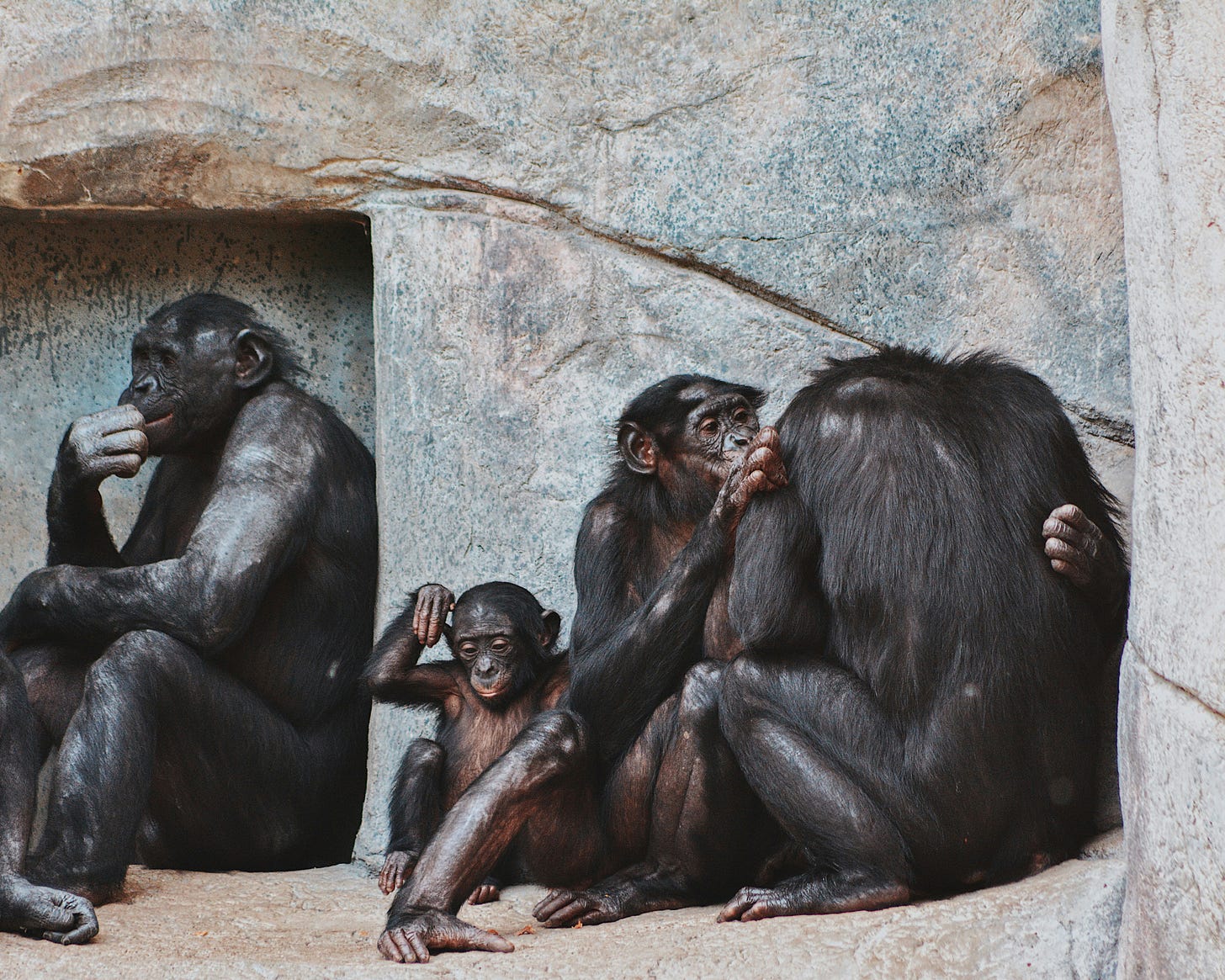 Eine Gruppe von Bonobo Affen in Gefangenschaft, vor einem Felsen. Eher trister Vibe Eine Gruppe von Bonobo Affen in Gefangenschaft, vor einem Felsen. Eher trister Vibe
