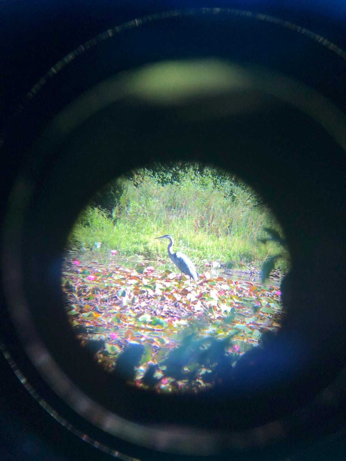 A great blue heron walks among lily pads, as seen through one side of a pair of binoculars
