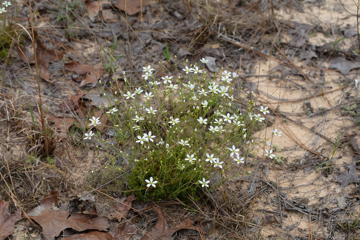 A plant with many white flowers and thread-thin leaves and stems in the middle of some beige sand with dried brown grass and leaves scattered around