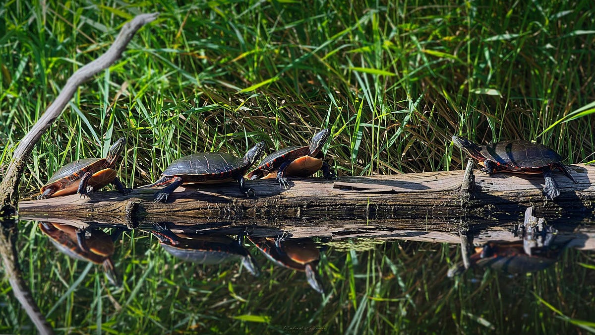 Field Naturalists Open Their New Season, and the Birders Return to Shallow Lake