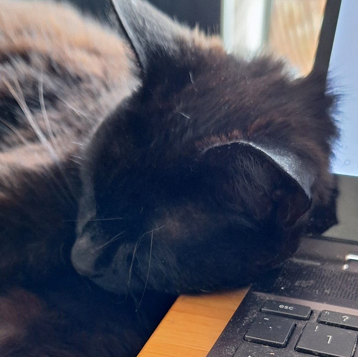 A gallery of 4 close up photos of Tigerlily and Heihei.