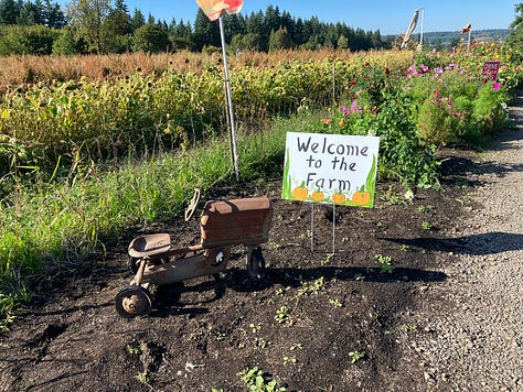 Pumpkin farm, pumpkin patch, Halloween decorations