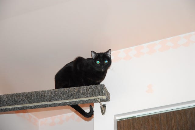Gizmo_Peach_Shelf_Vertical_territory Gizmo_Peach_Shelf_Vertical_territory