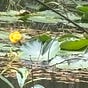 Beside the Marsh's avatar