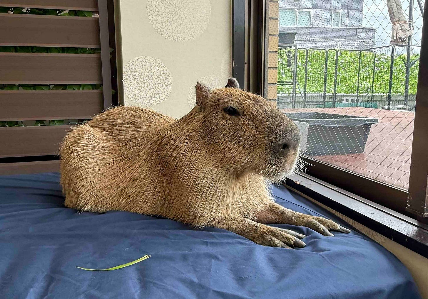 A capybara resting indoors on a blue cushion near a window, with greenery visible outside and a single blade of grass beside it. A capybara resting indoors on a blue cushion near a window, with greenery visible outside and a single blade of grass beside it.