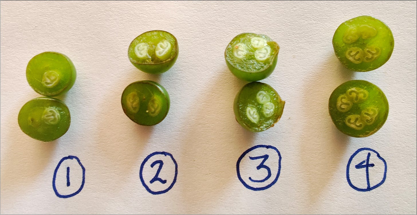 Pinot Noir wine berries with soft seeds early in July.