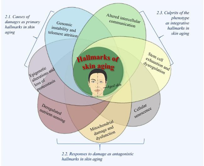 A diagram of a person's face

AI-generated content may be incorrect.