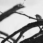 The Magic Hedge takes shape