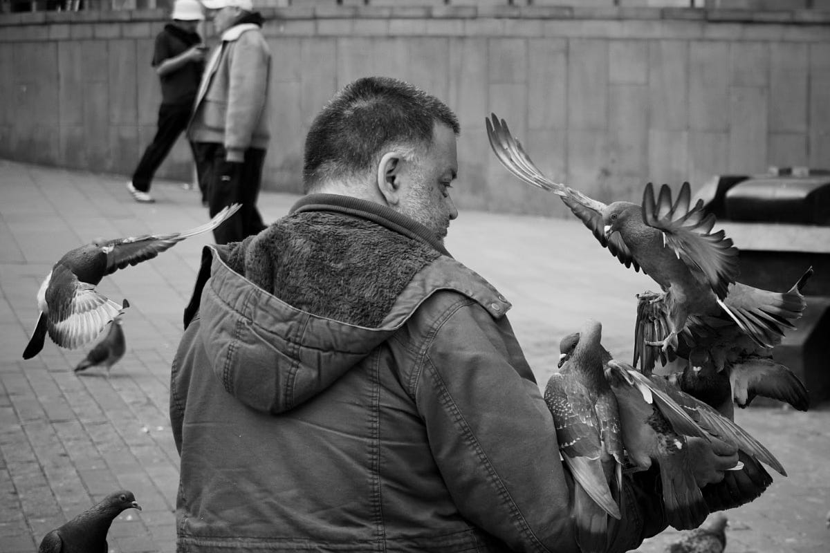 A man feeds pigeons and any land wings spread on him. A man feeds pigeons and any land wings spread on him.