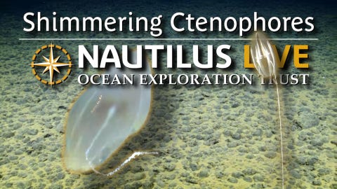 Nautilus Live | Ocean Exploration Trust Nautilus Live | Ocean Exploration Trust