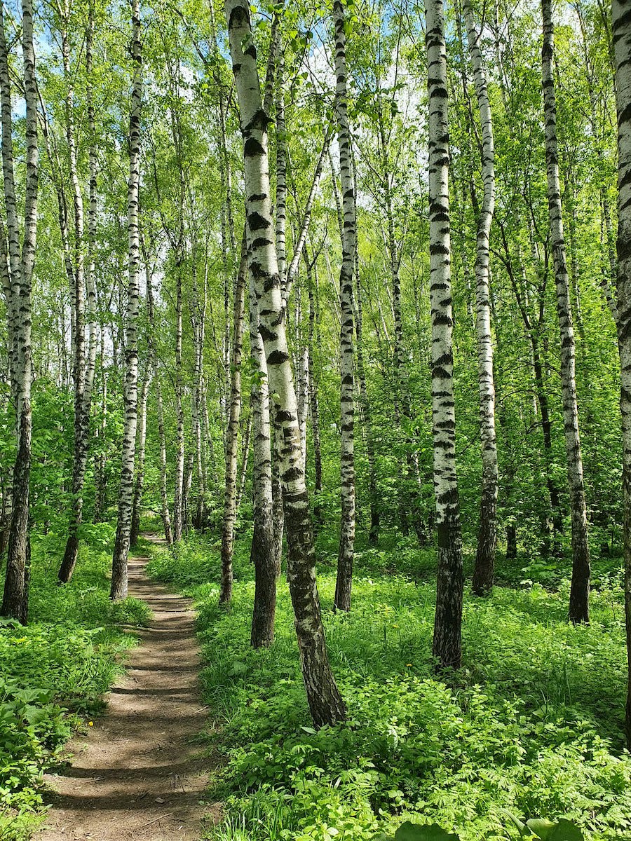 A woodland beckoning you to walk through a birch grove.
