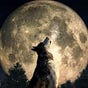 True Crime And Moonshine's avatar