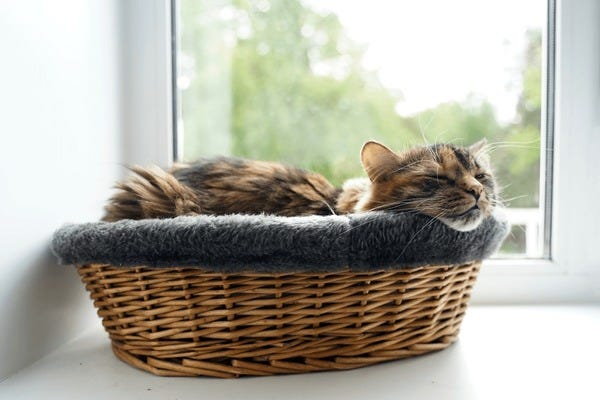 9+ Thousand Cat Sleep Basket Royalty-Free Images, Stock Photos & Pictures |  Shutterstock