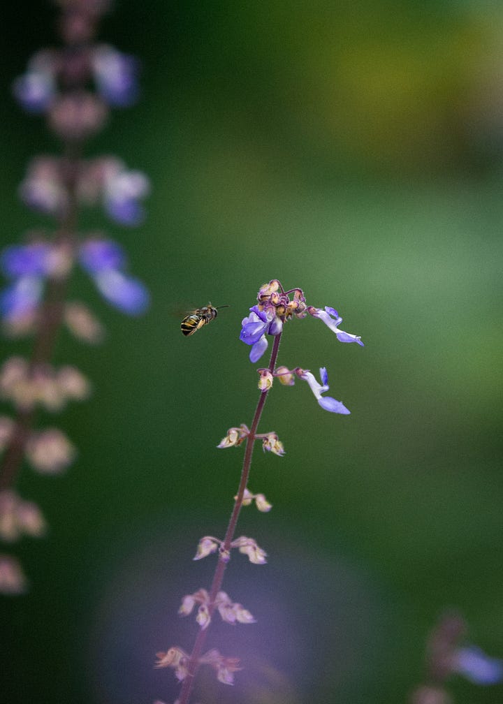Leafcutter bees Australia