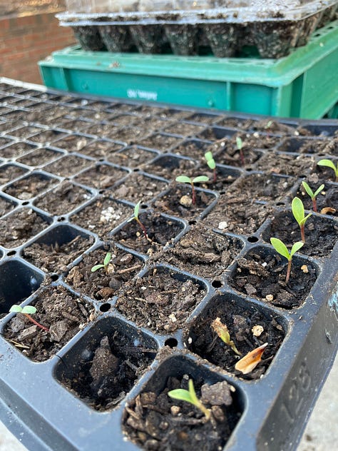 seed starting with egg cartons