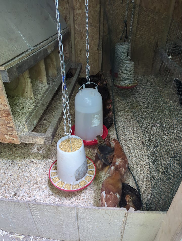 New pullets on-site, lumber logistics and milling, a snapping turtle, and more