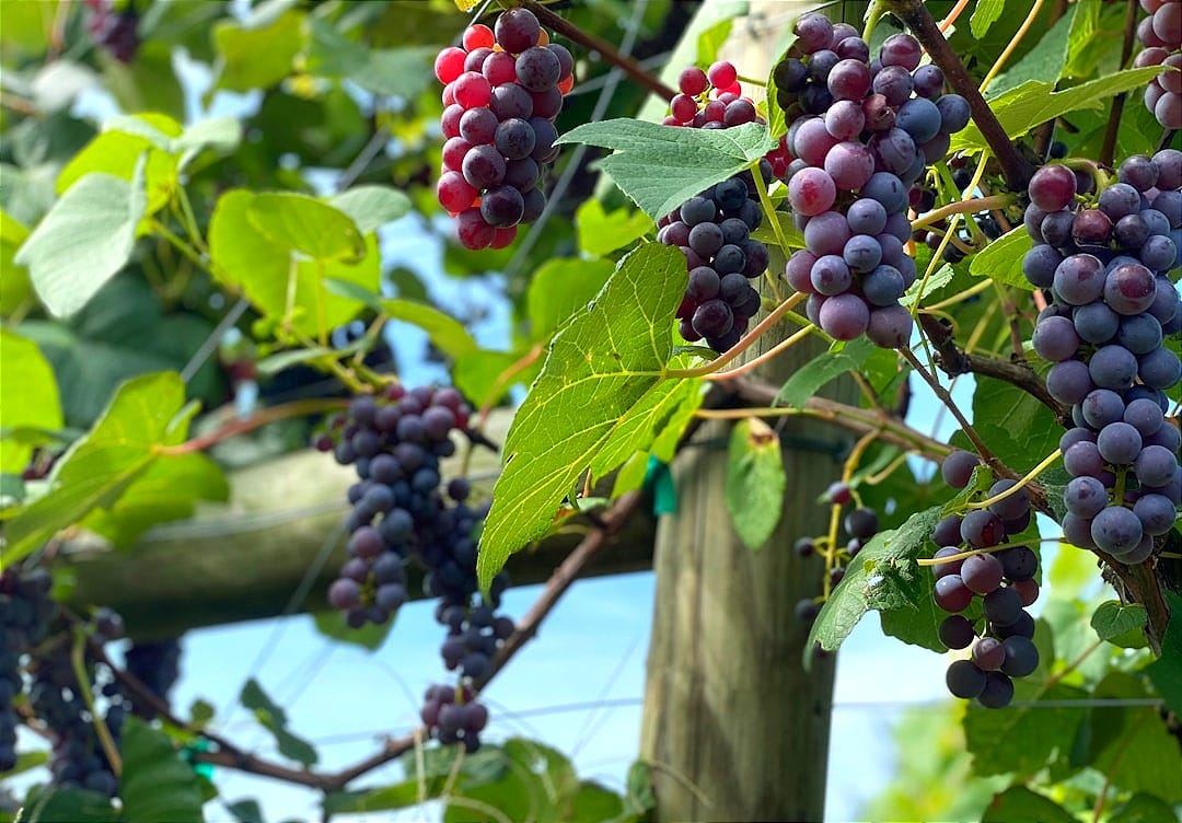purple grapes on green tree during daytime